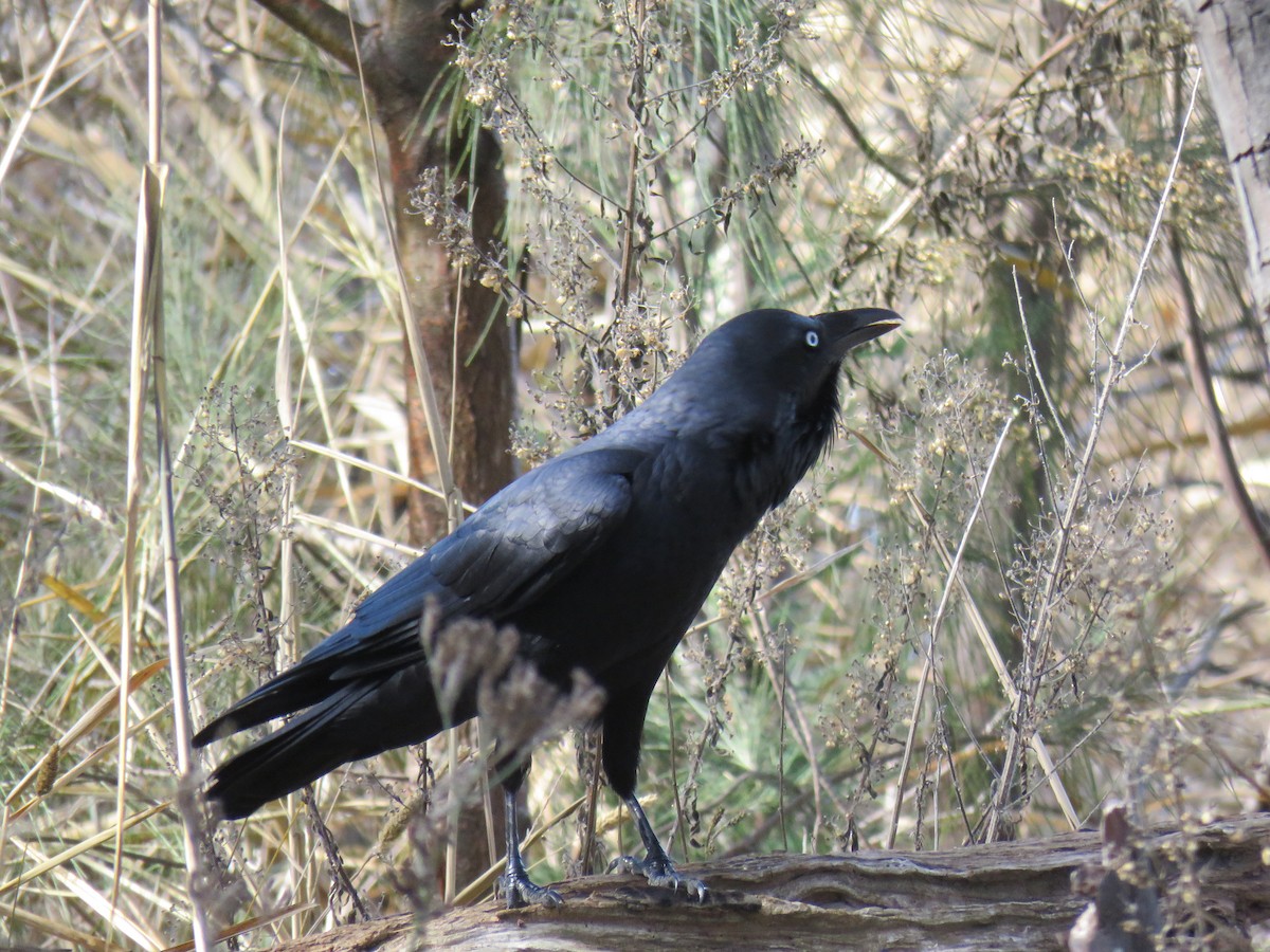 Australian Raven - Stan Jarzynski