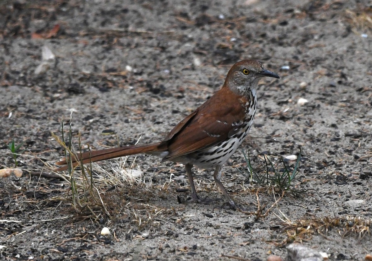 Brown Thrasher - ML620909761