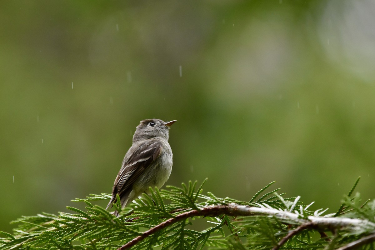 Hammond's Flycatcher - ML620909762