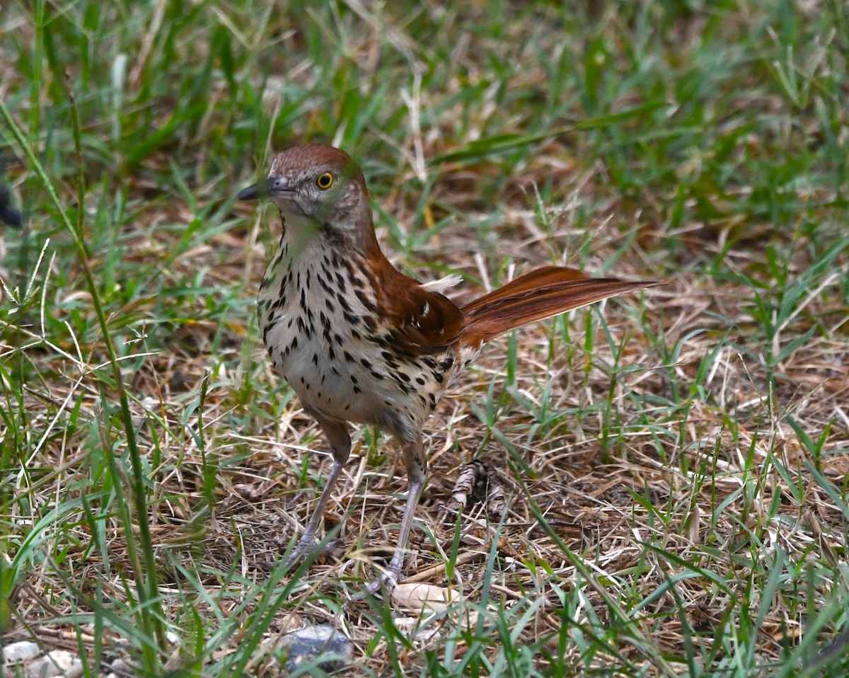 Brown Thrasher - ML620909768