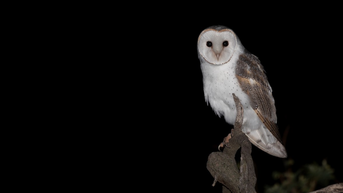 Barn Owl (Eastern) - ML620909770