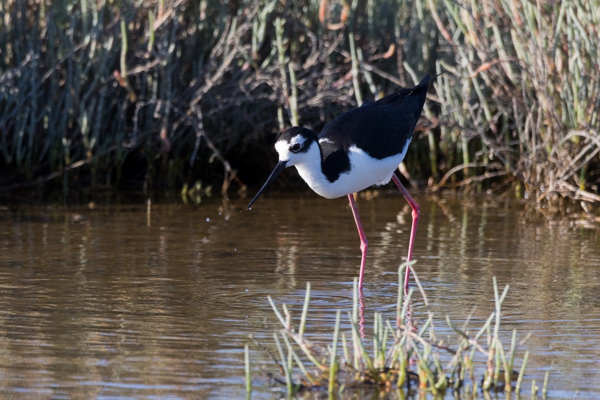 Black-necked Stilt - ML620909780