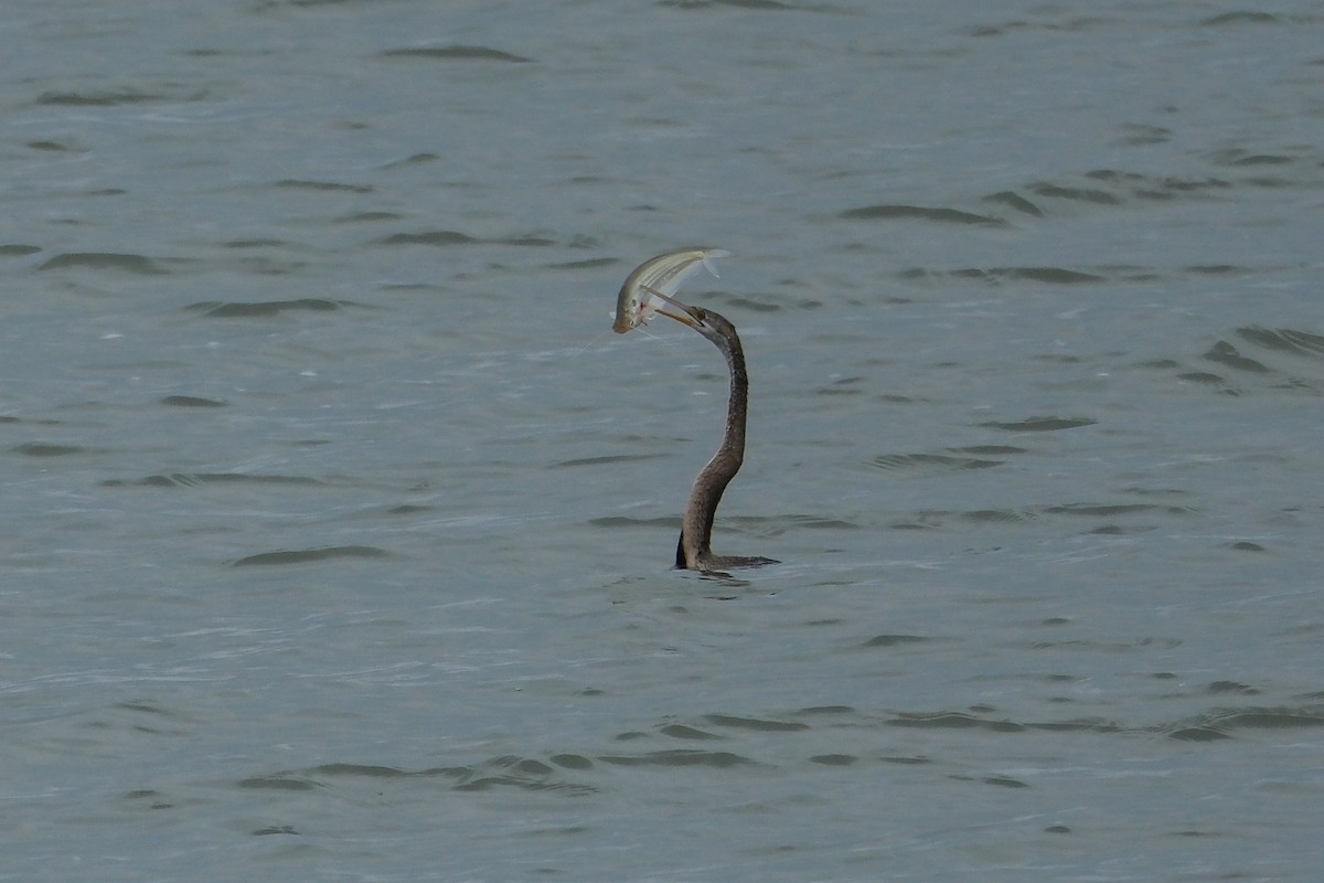 Oriental Darter - ML620909785