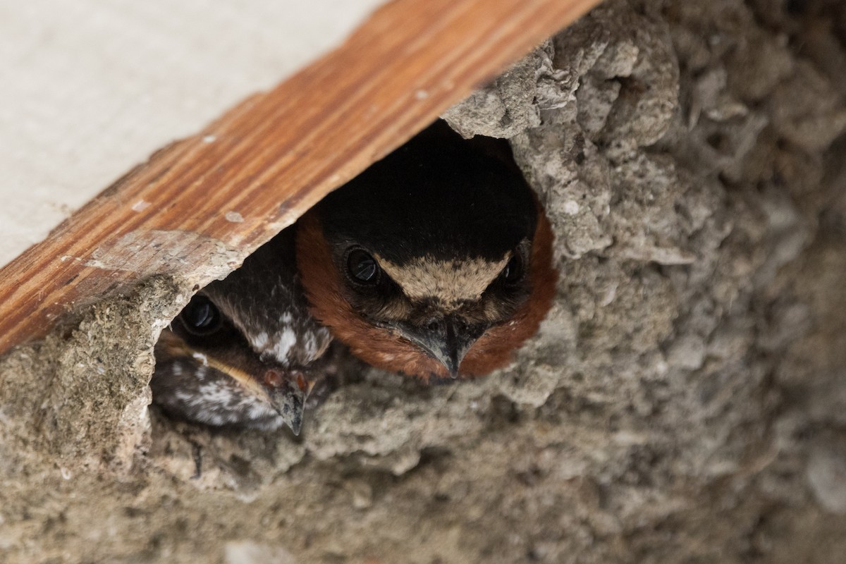 Cliff Swallow - ML620909790