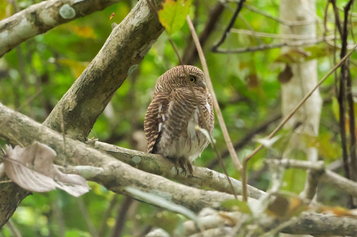 Asian Barred Owlet - Oscar Vazquez