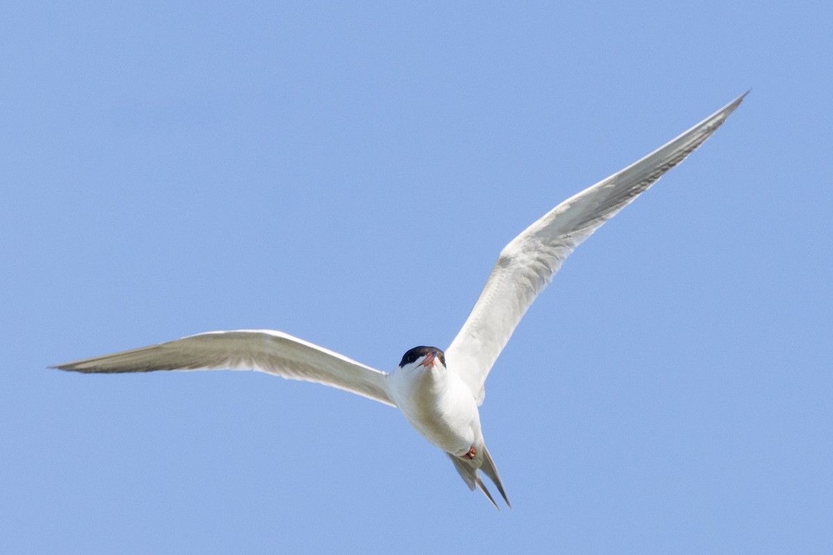 Forster's Tern - ML620909811