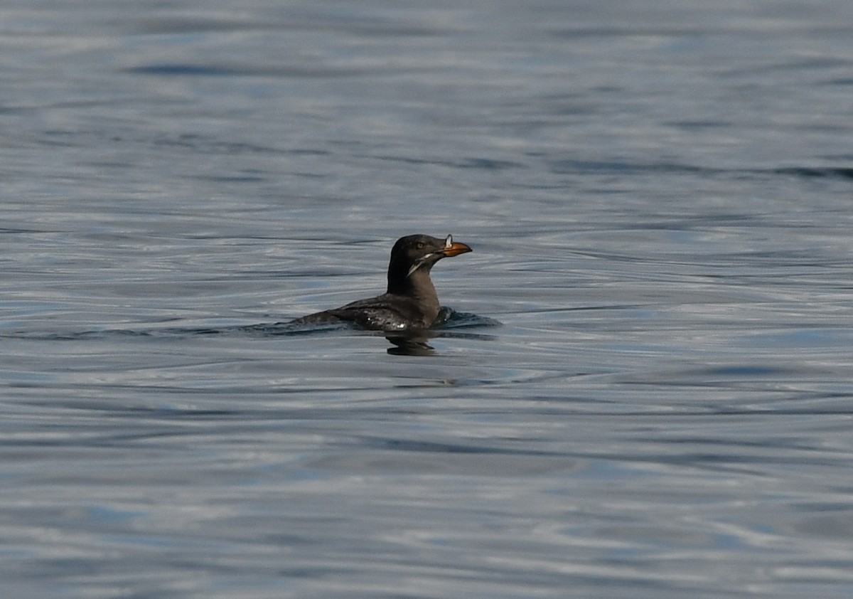 Rhinoceros Auklet - ML620909814