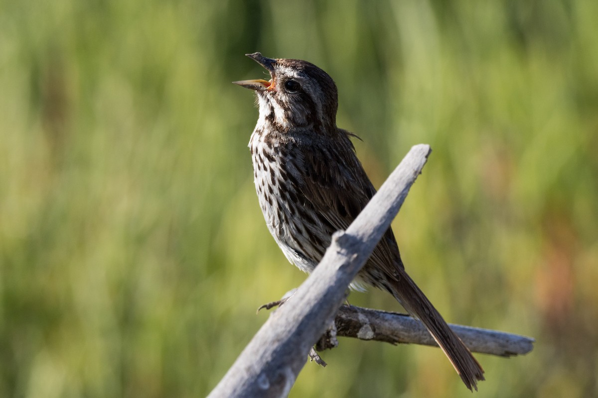 Song Sparrow - ML620909818