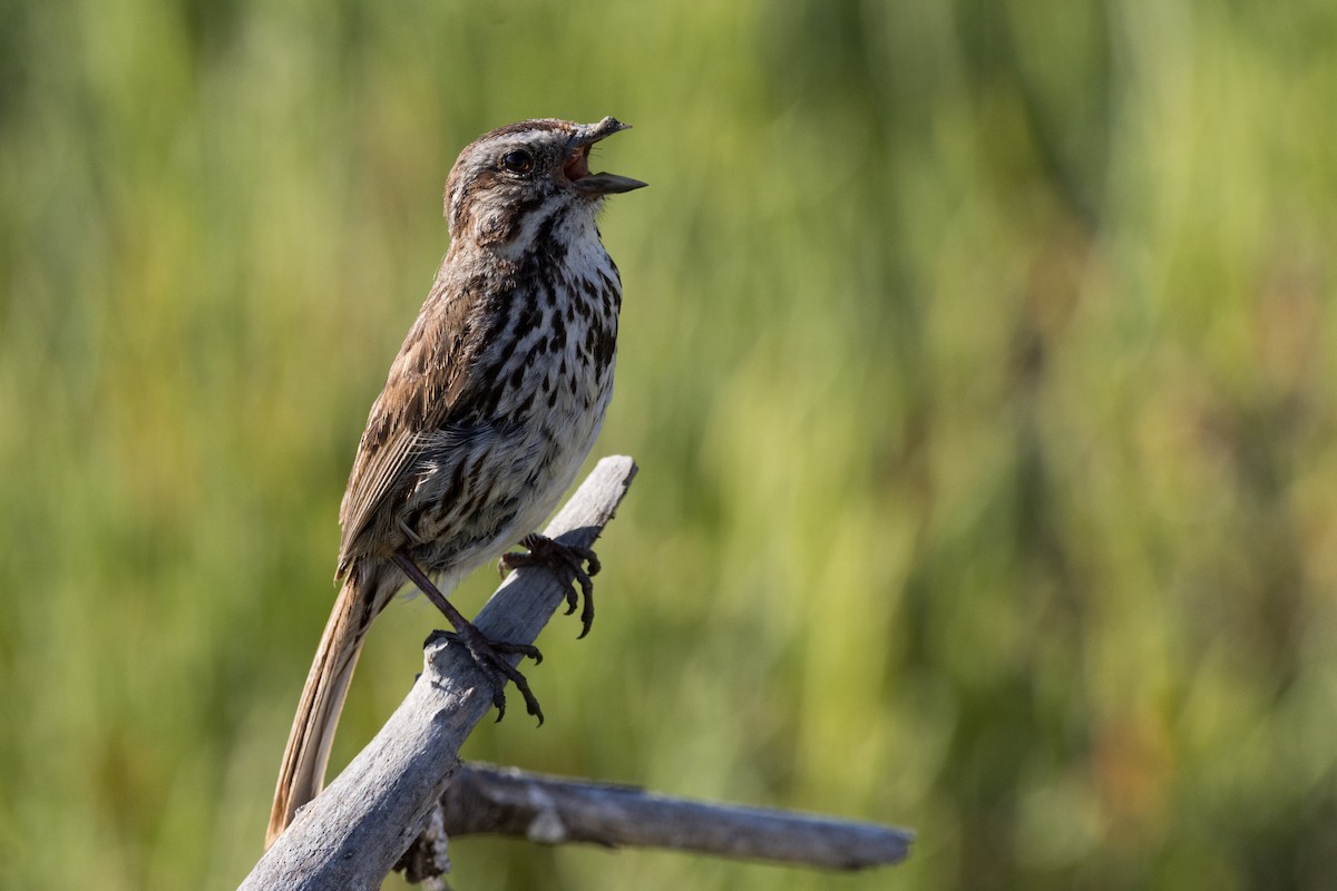 Song Sparrow - ML620909819