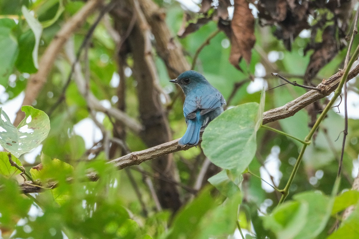 Pale Blue Flycatcher - ML620909820