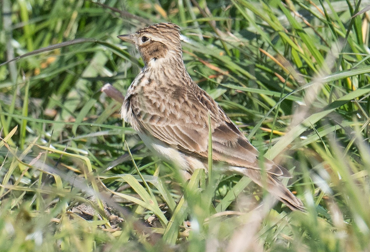 Eurasian Skylark - ML620909831