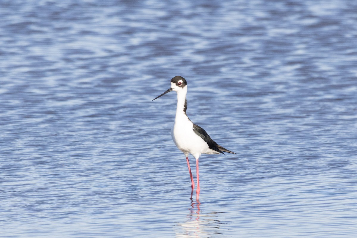 Black-necked Stilt - ML620909834