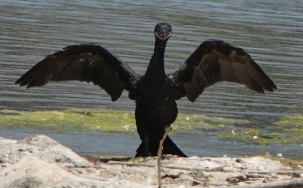 Neotropic Cormorant - ML620909840