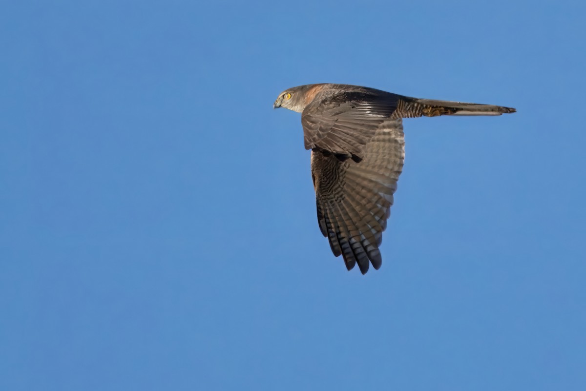 Brown Goshawk - ML620909843