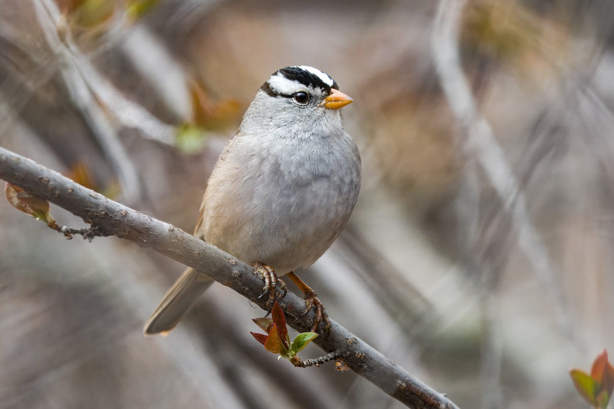 White-crowned Sparrow - ML620909847