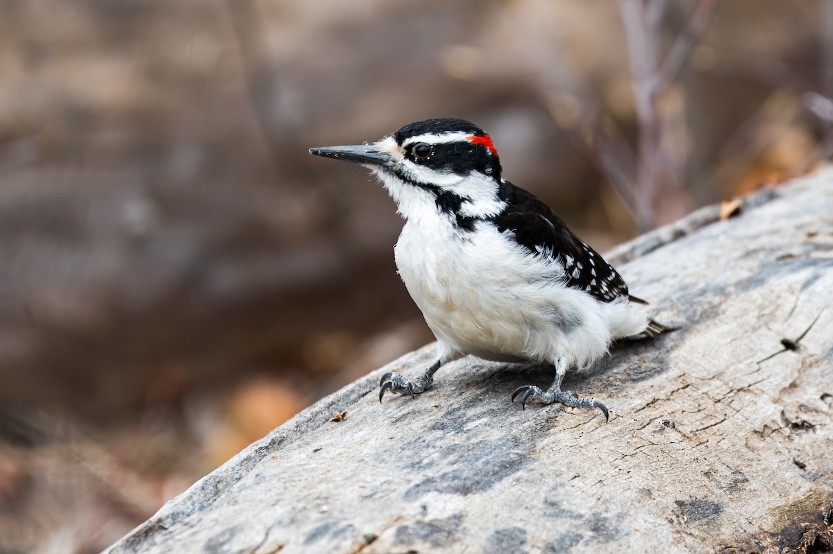 Hairy Woodpecker - Calvin S