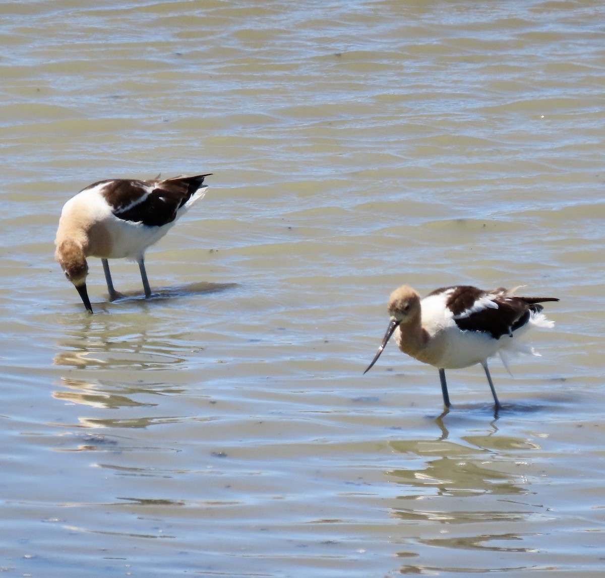 American Avocet - ML620909852