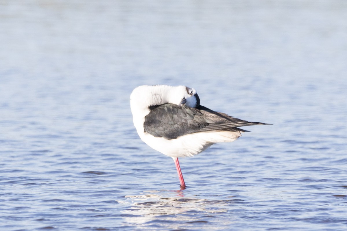 Black-necked Stilt - ML620909856