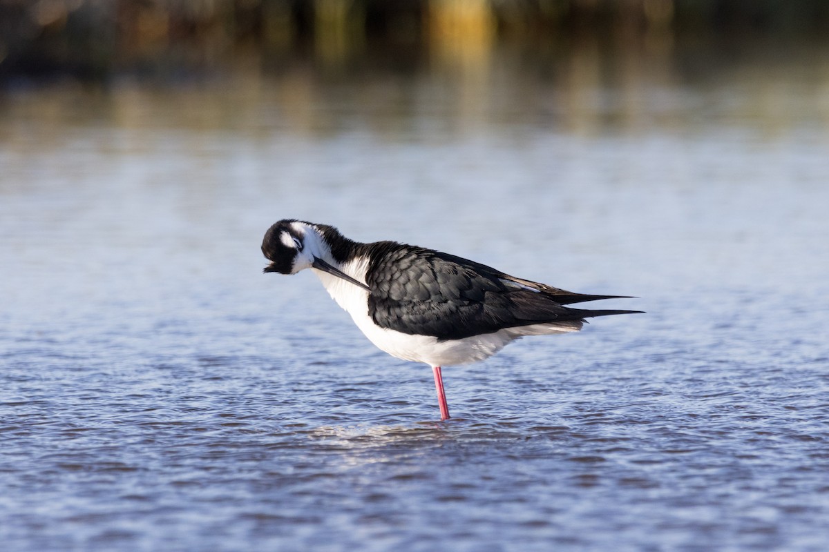 Black-necked Stilt - ML620909859