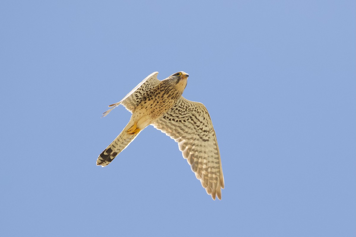 Eurasian Kestrel - ML620909862