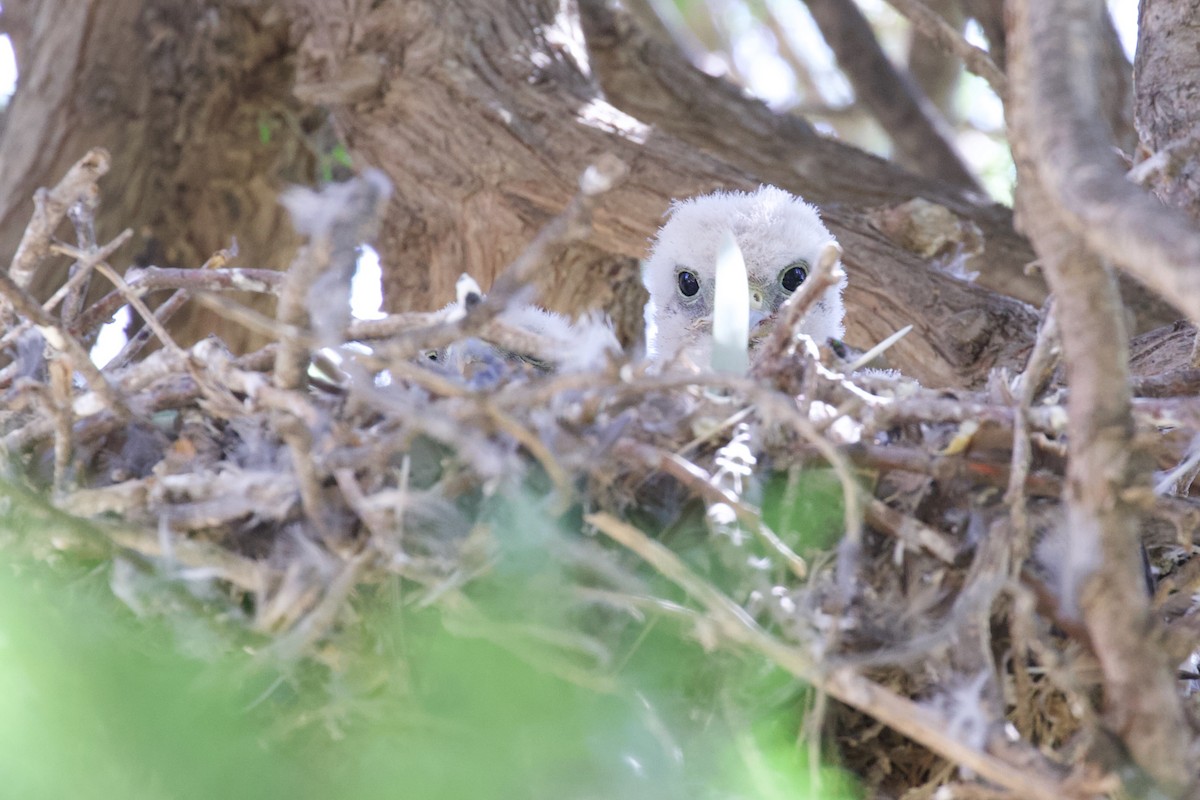 Eurasian Kestrel - ML620909863