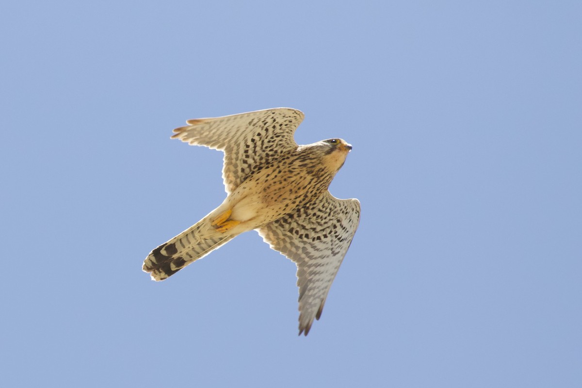 Eurasian Kestrel - ML620909864