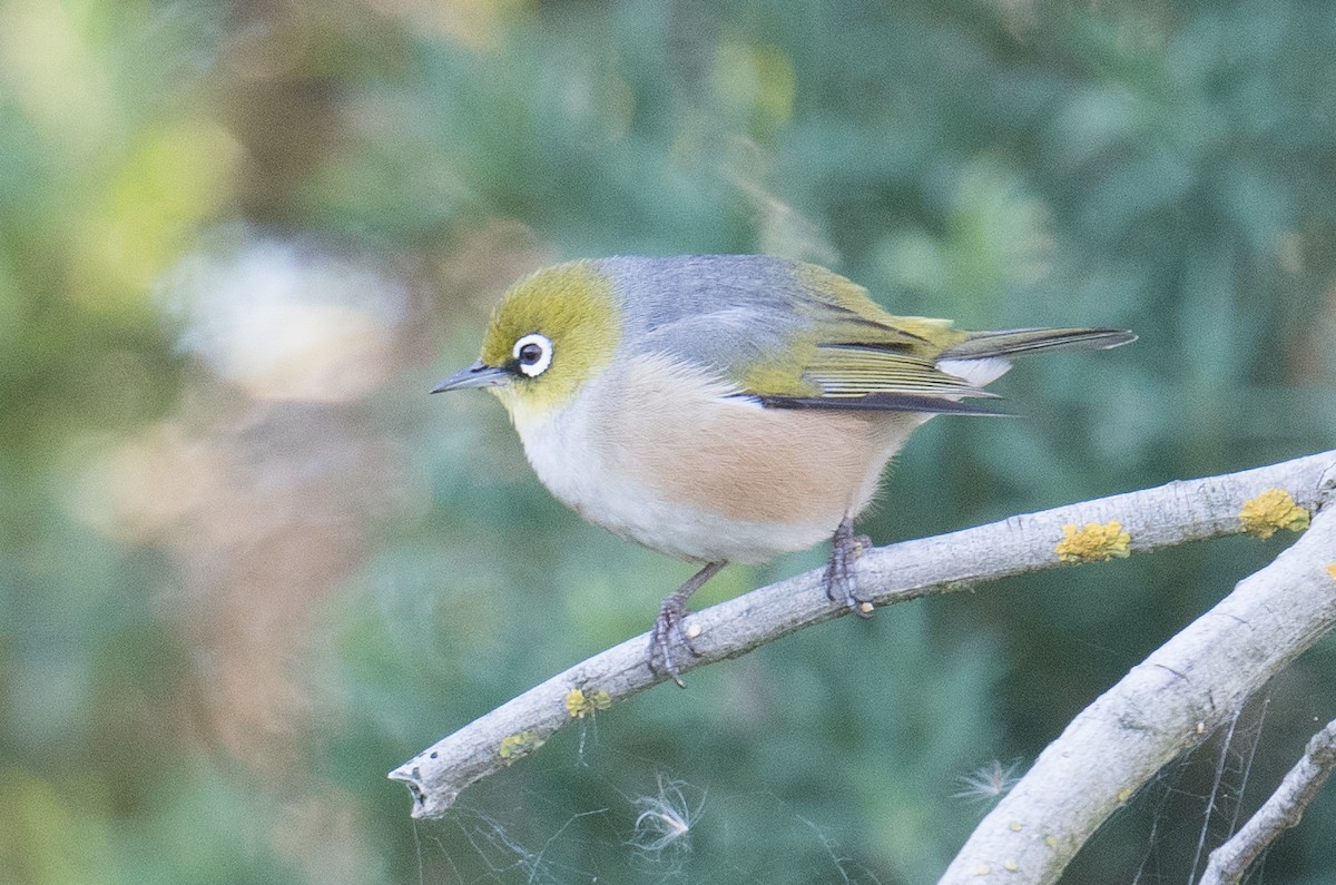 Graumantel-Brillenvogel - ML620909868