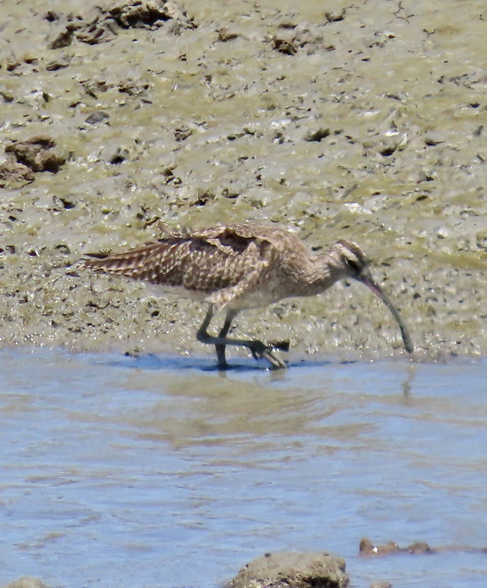 Whimbrel - ML620909880