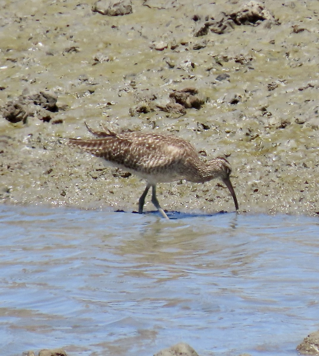 Whimbrel - ML620909881