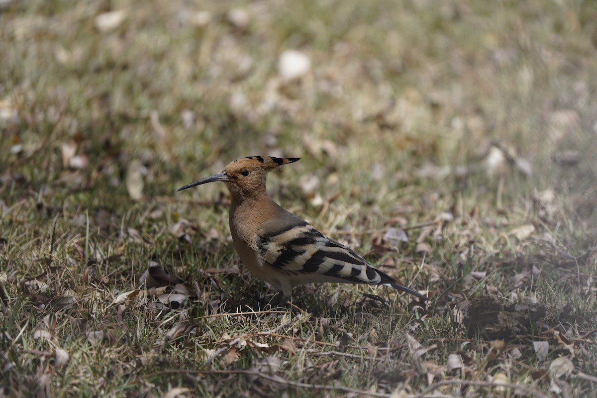 Eurasian Hoopoe - ML620909884