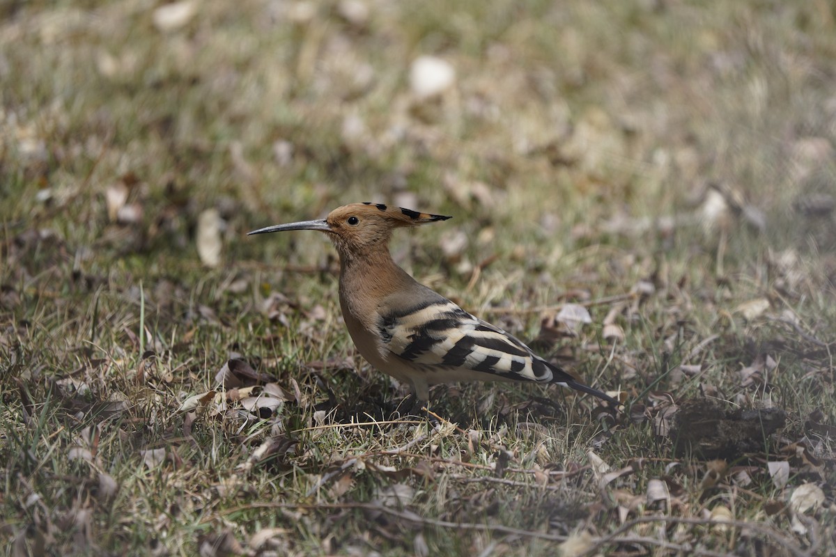 Eurasian Hoopoe - Chamba Phuntsog