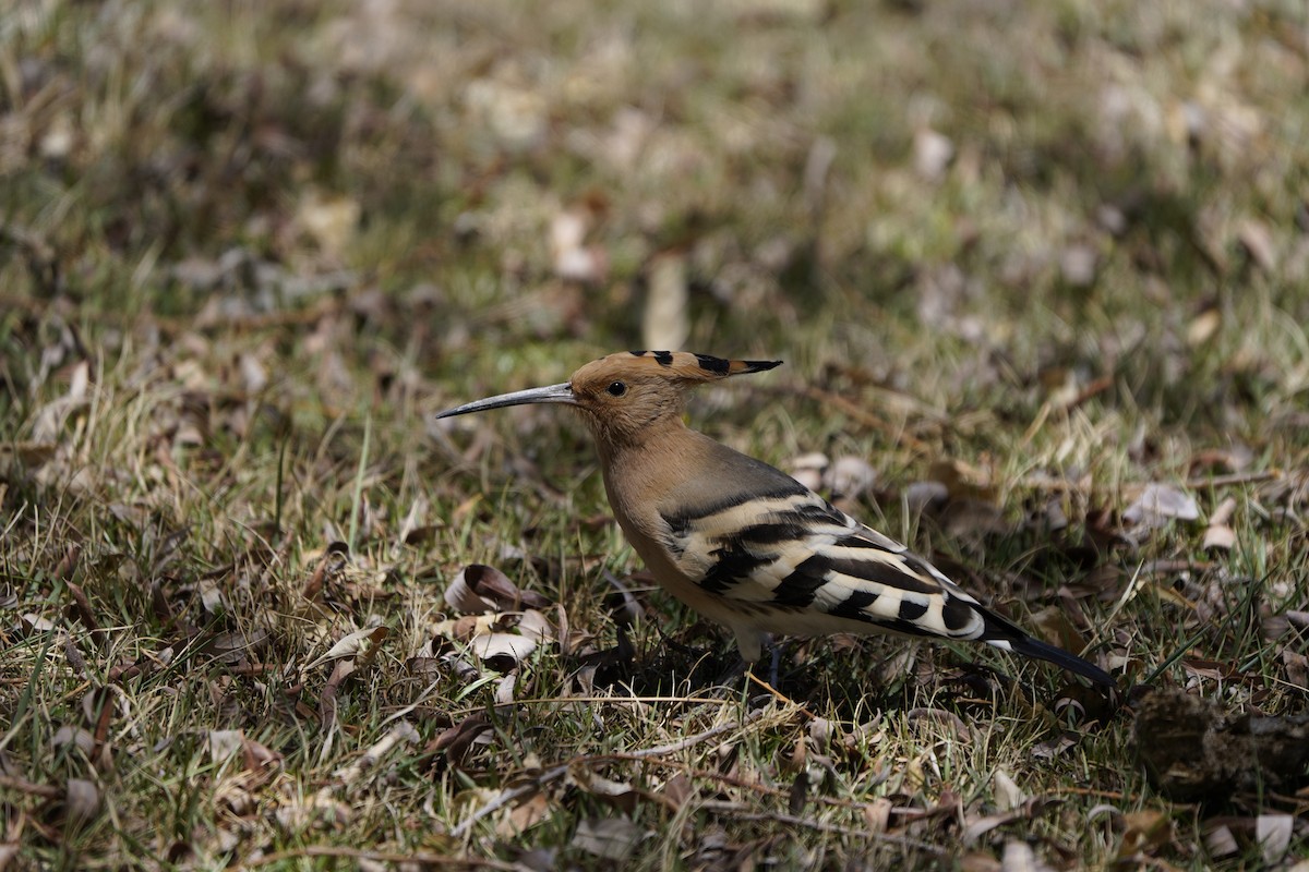 Eurasian Hoopoe - ML620909892