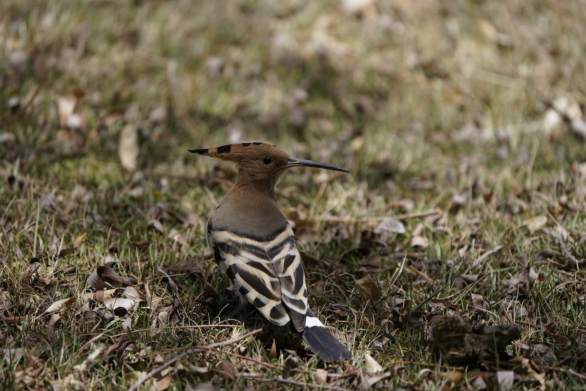 Eurasian Hoopoe - ML620909893