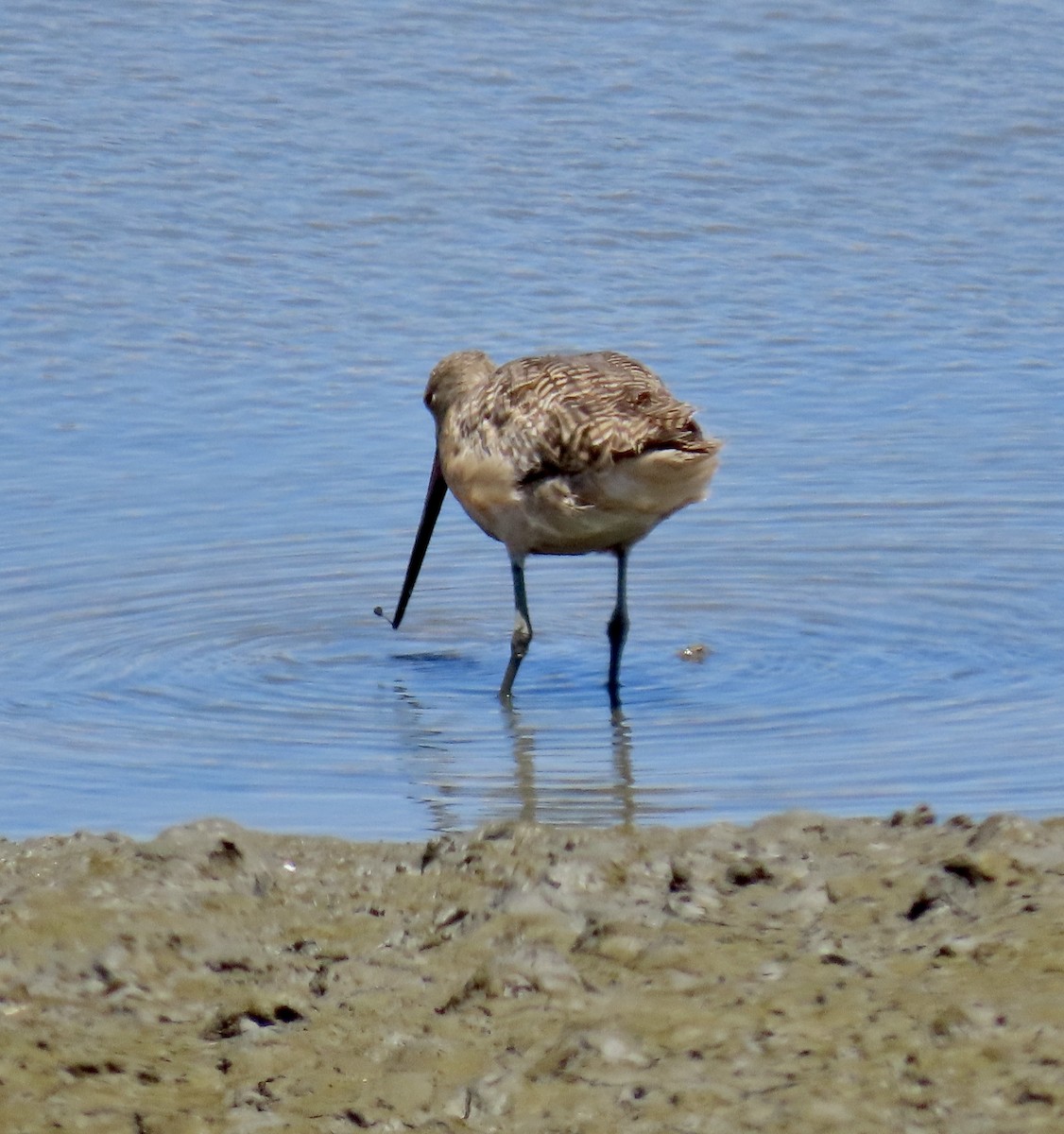 Marbled Godwit - ML620909902