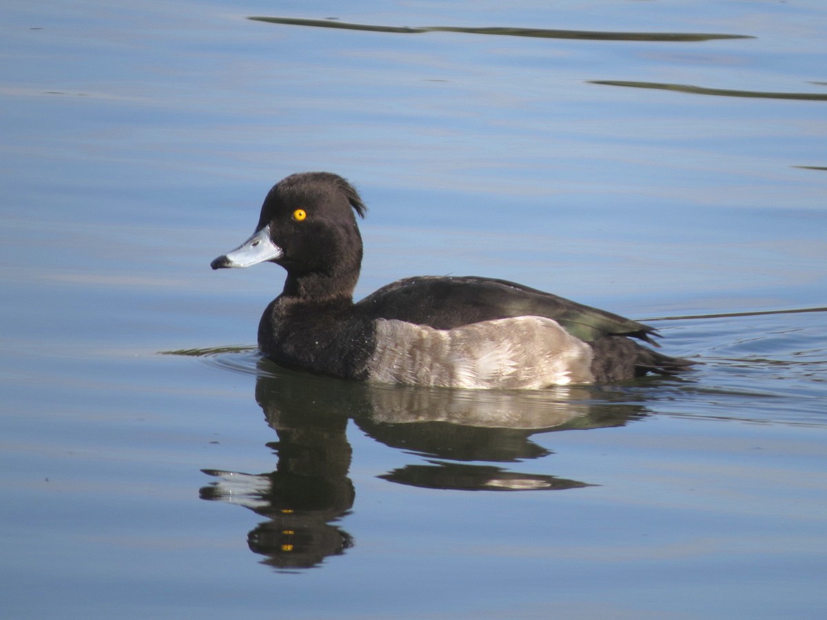 鳳頭潛鴨 - ML620909906