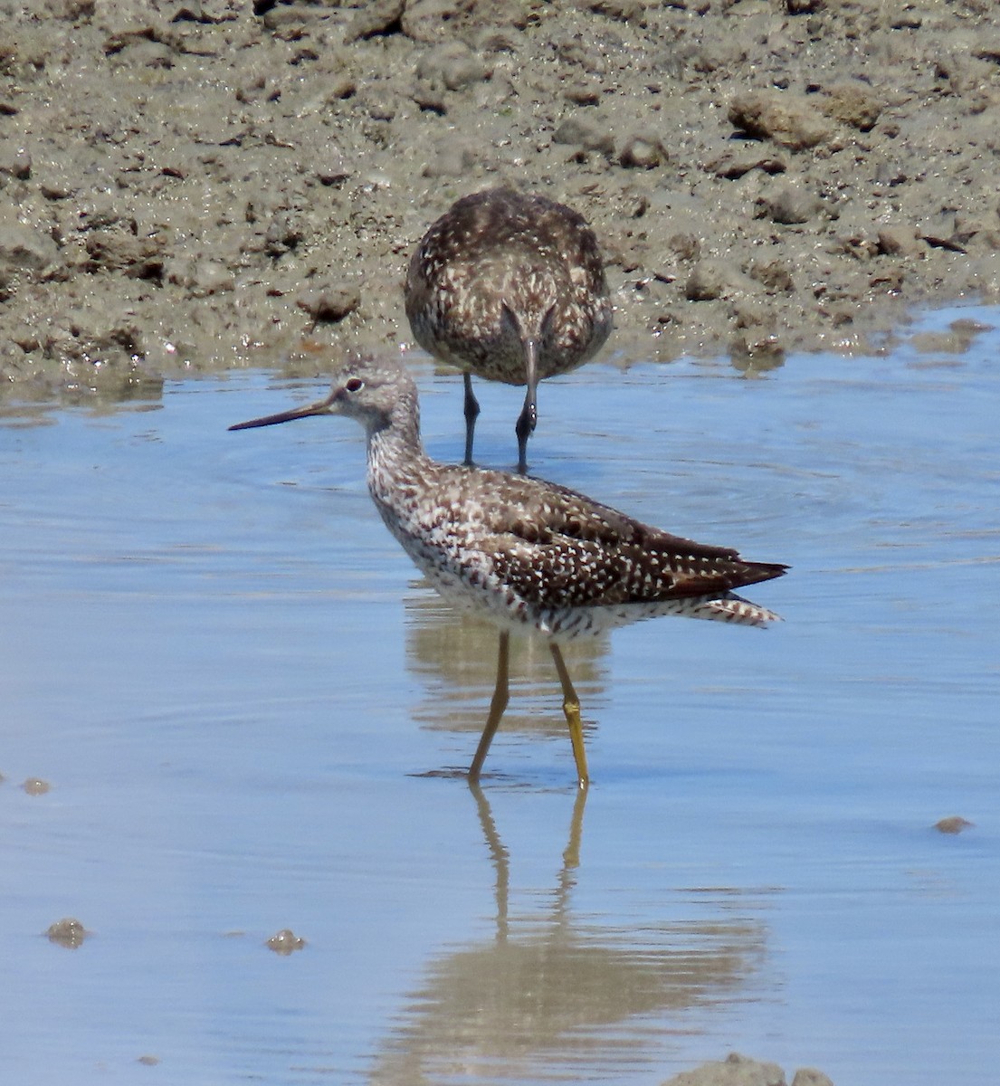 Greater Yellowlegs - ML620909909