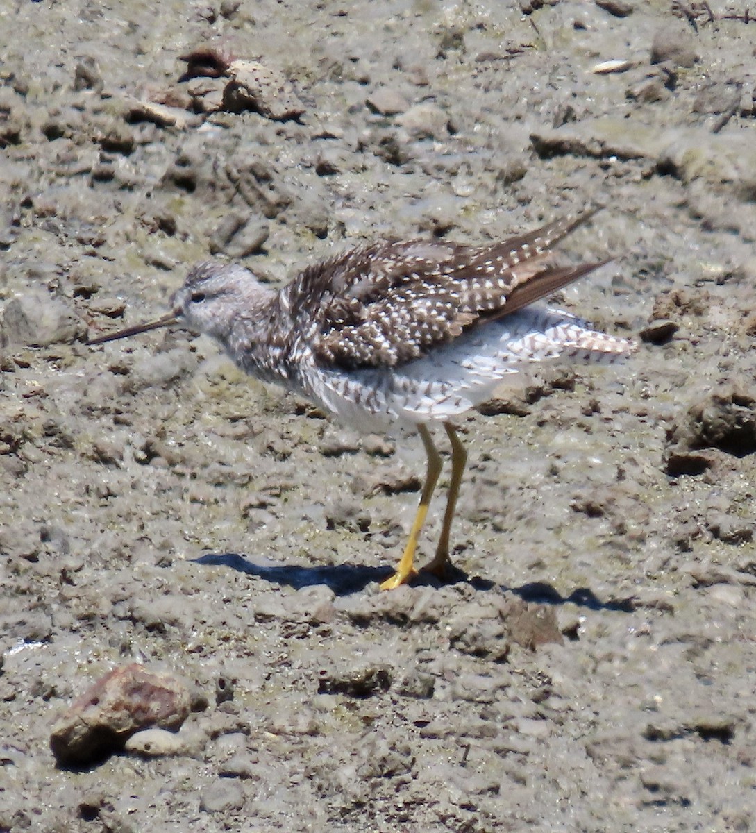 Greater Yellowlegs - ML620909911