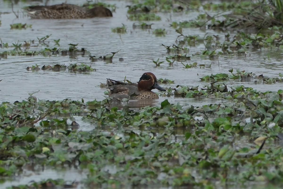 Green-winged Teal - ML620909919