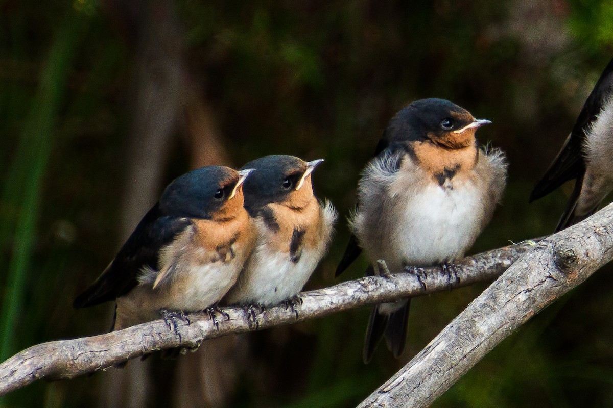 Golondrina Australiana - ML620909921