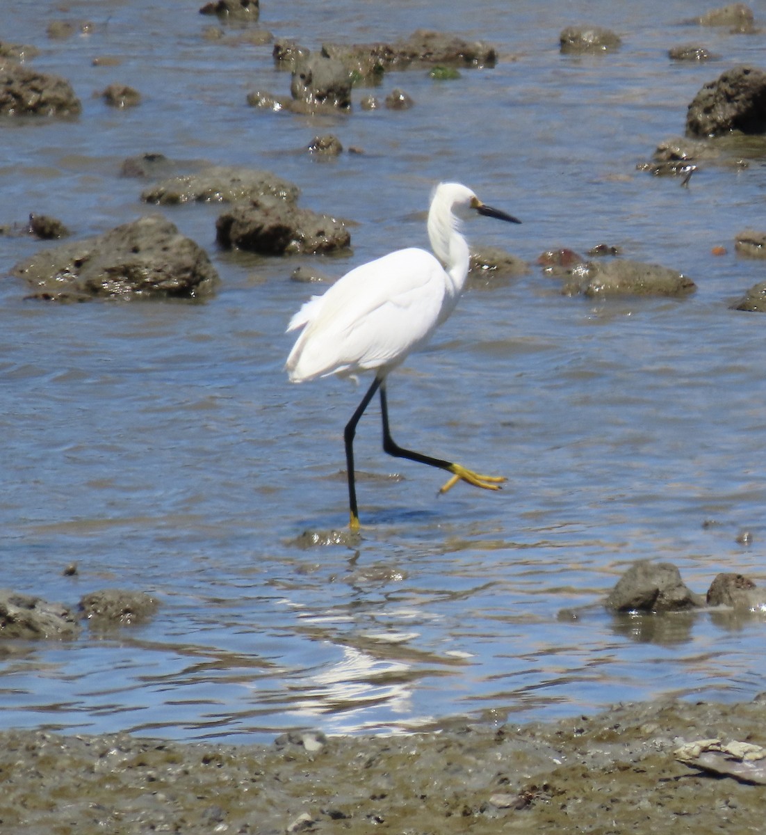 Snowy Egret - ML620909926