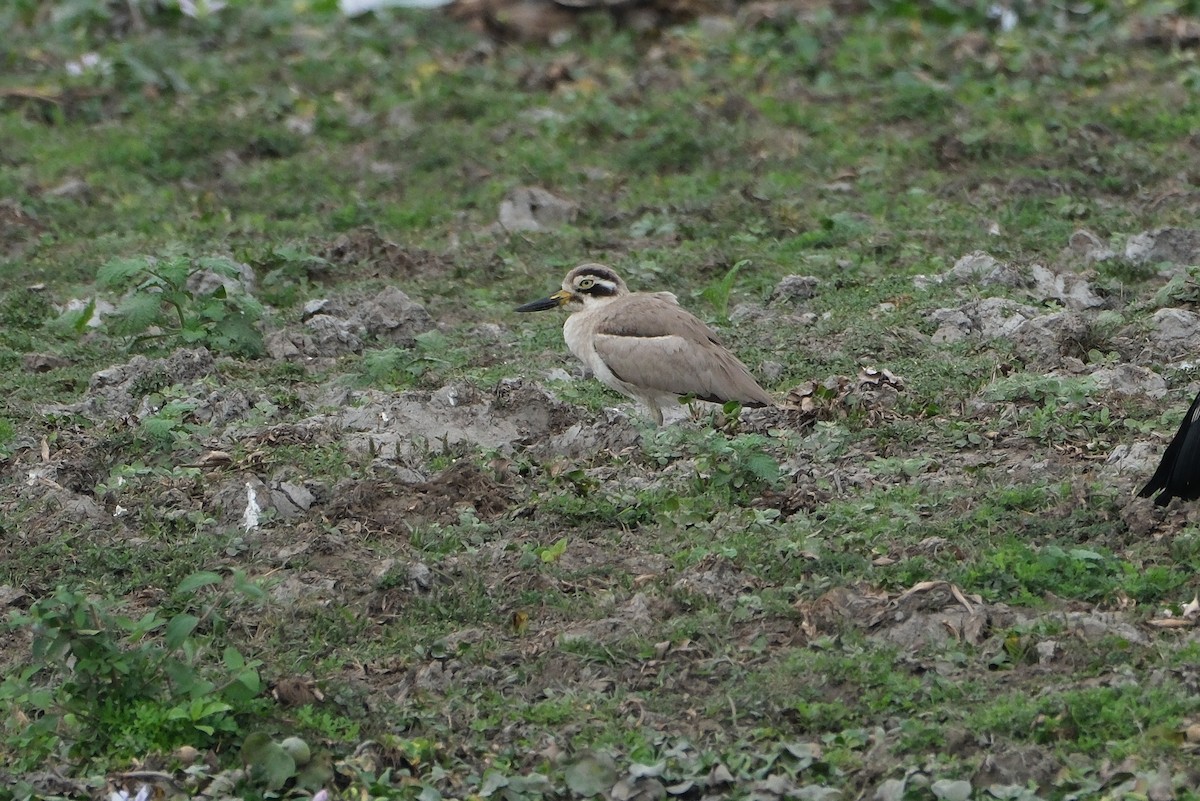 Great Thick-knee - ML620909929