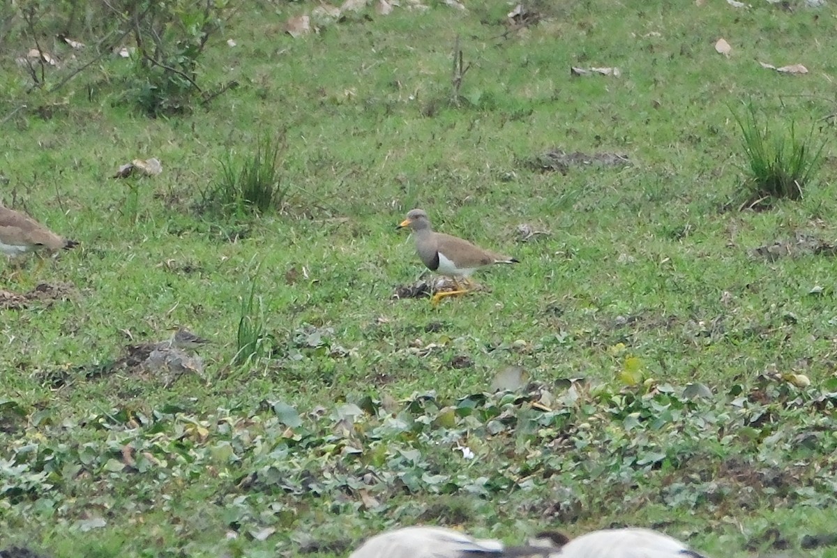 Gray-headed Lapwing - ML620909930