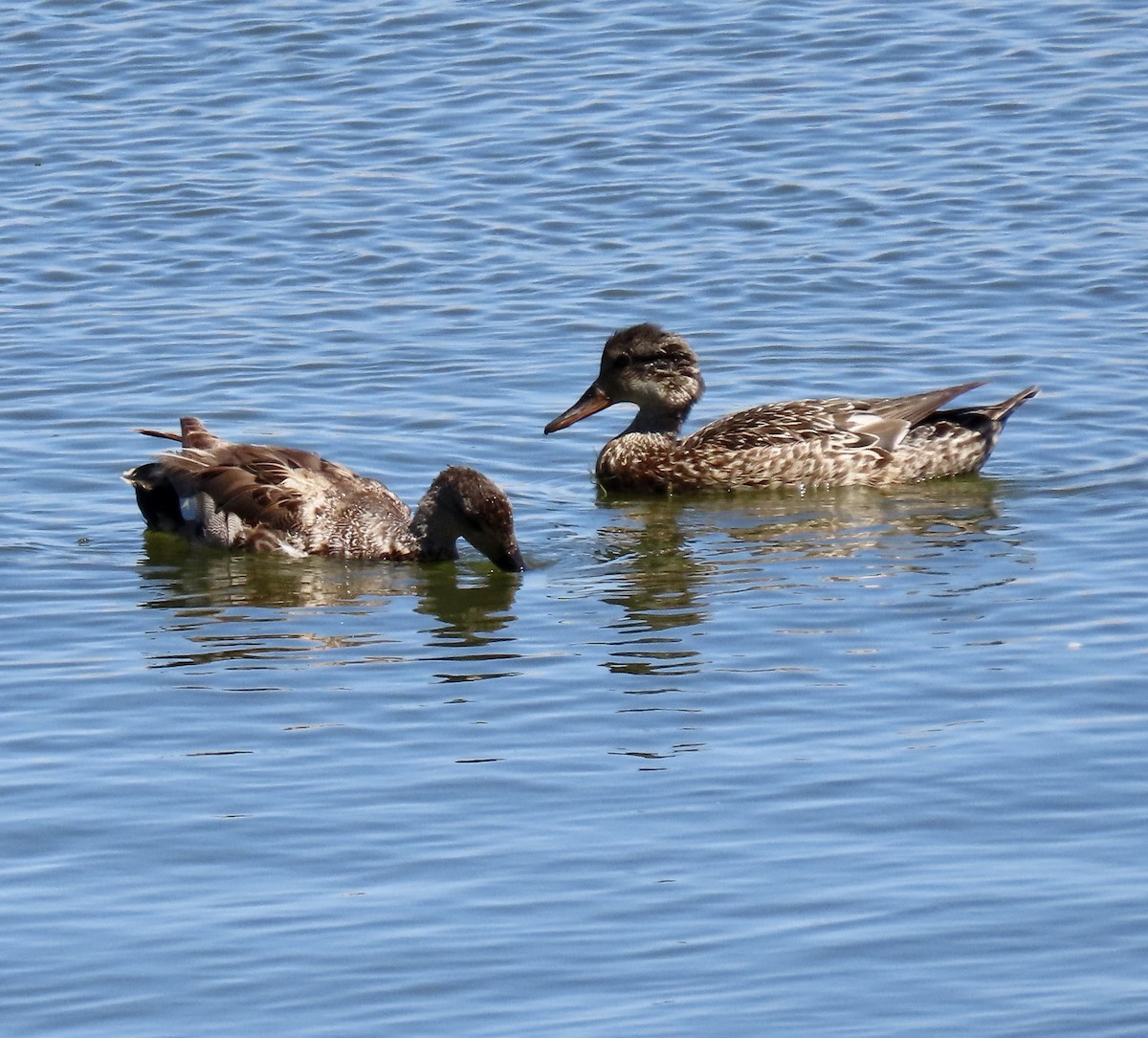 Gadwall - ML620909932