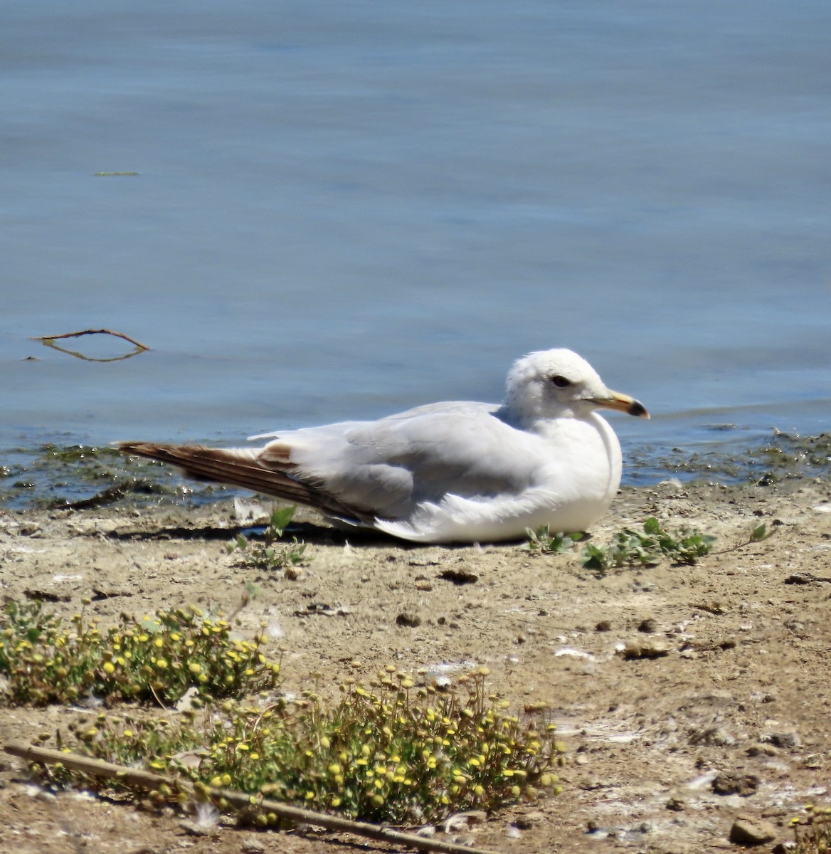 Ring-billed Gull - ML620909935