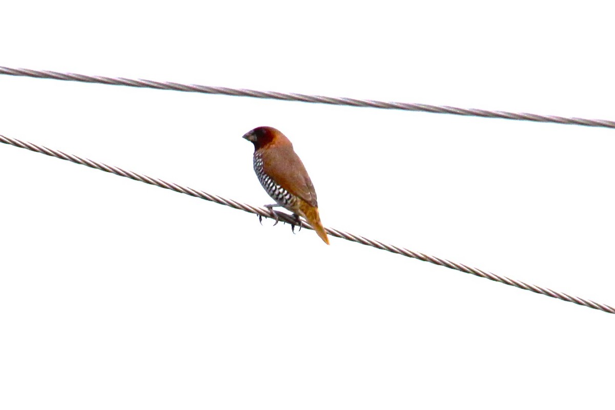 Scaly-breasted Munia - ML620909940