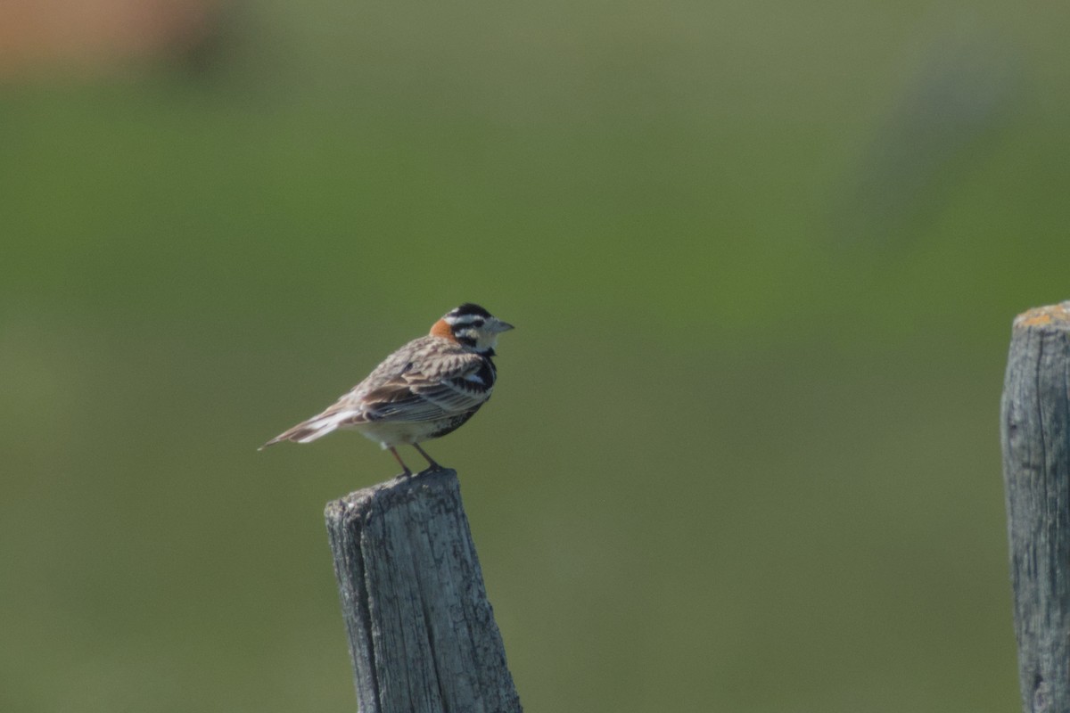 Chestnut-collared Longspur - ML620909944