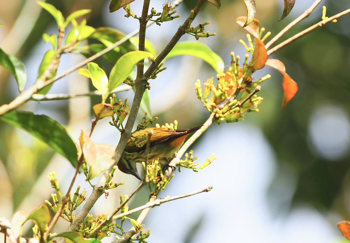 Yellow-vented Flowerpecker - ML620909949