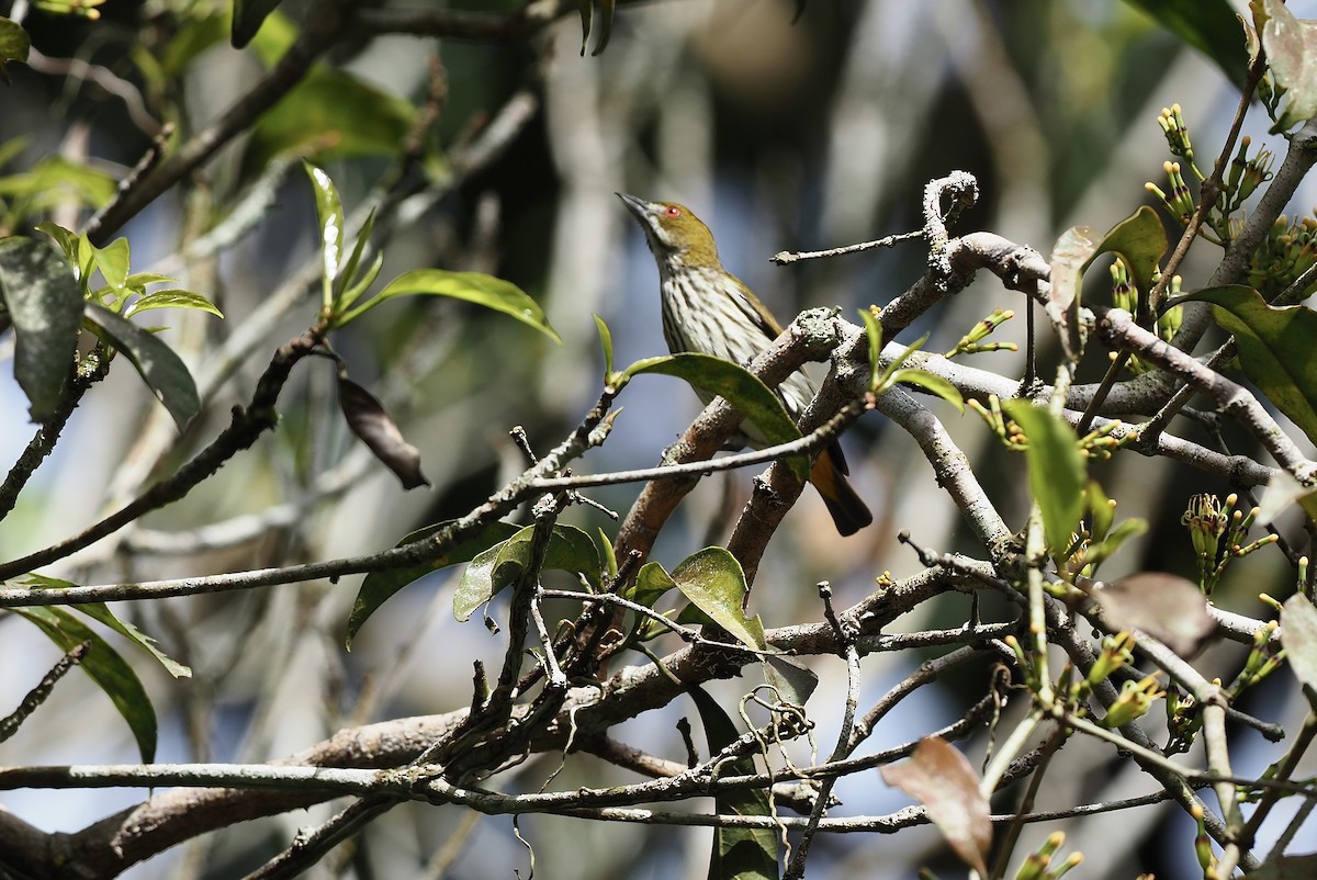 Yellow-vented Flowerpecker - ML620909950