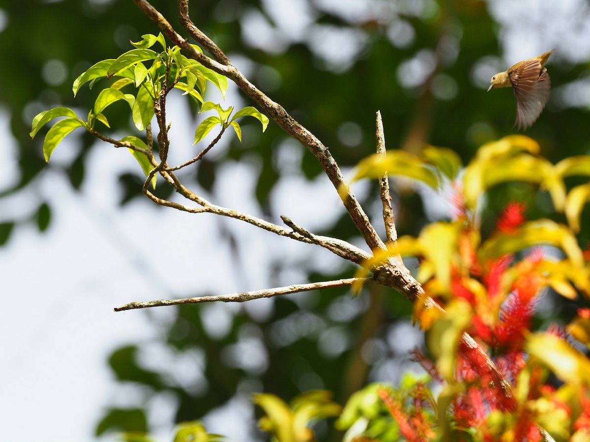 Scarlet-backed Flowerpecker - ML620909951