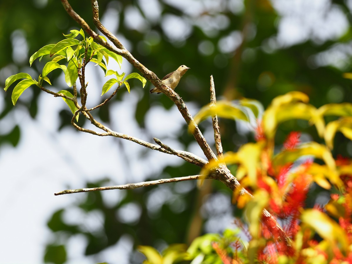 Scarlet-backed Flowerpecker - ML620909952